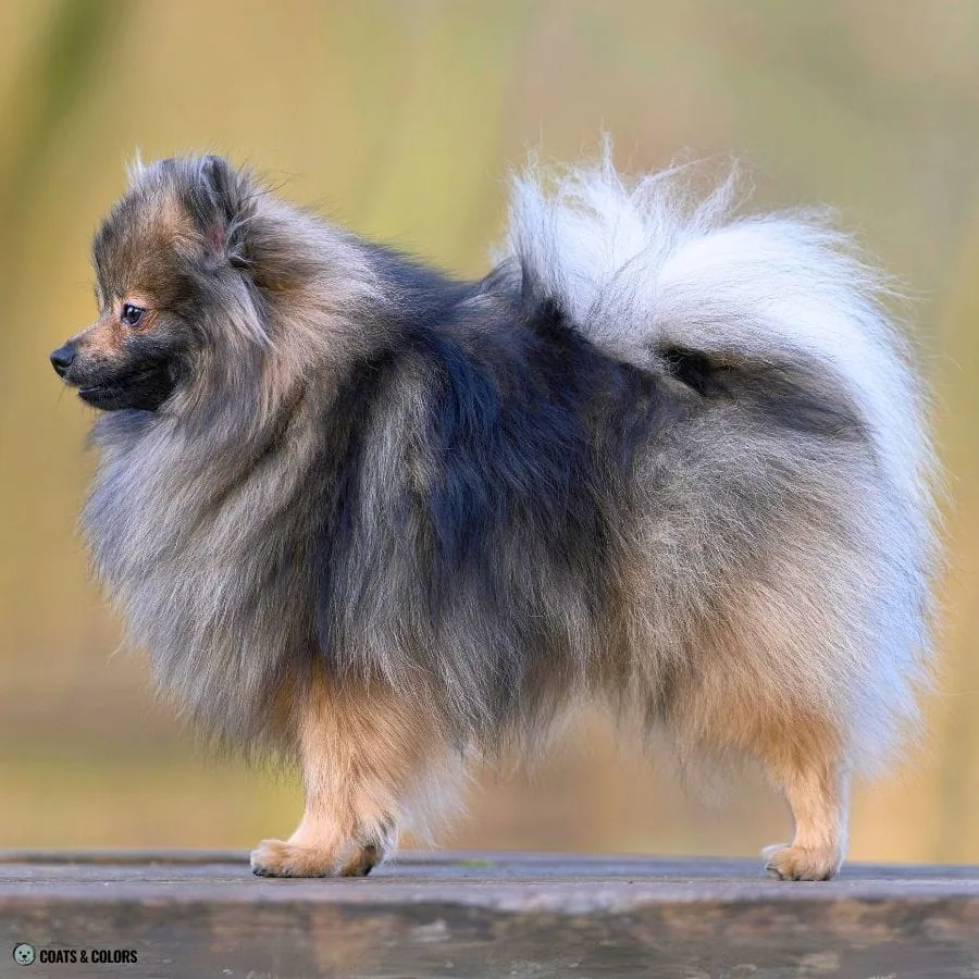 Sable vs Agouti wolf sable Pomeranian