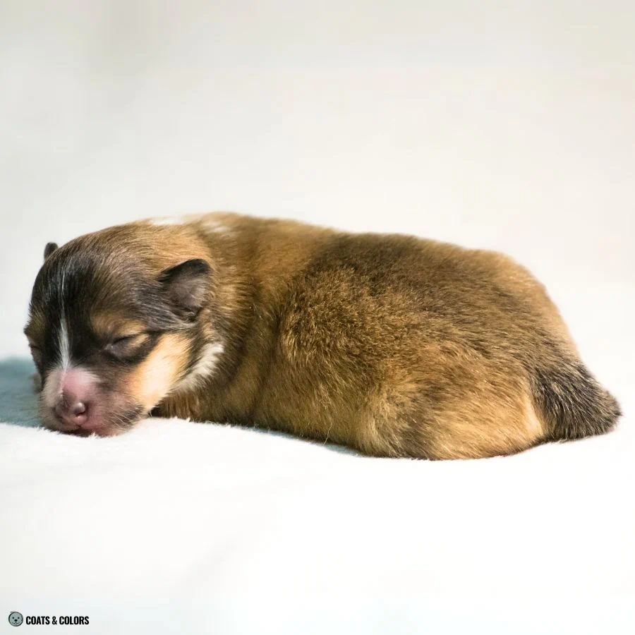 Sable vs Agouti young sable puppy