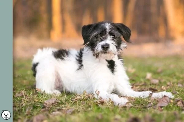 Terrier Lookalike Coat 900x600 1
