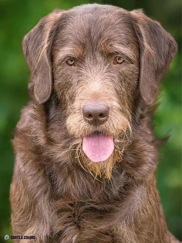 Terrier Lookalike Coat Labrador Poodle cross F1 example 1