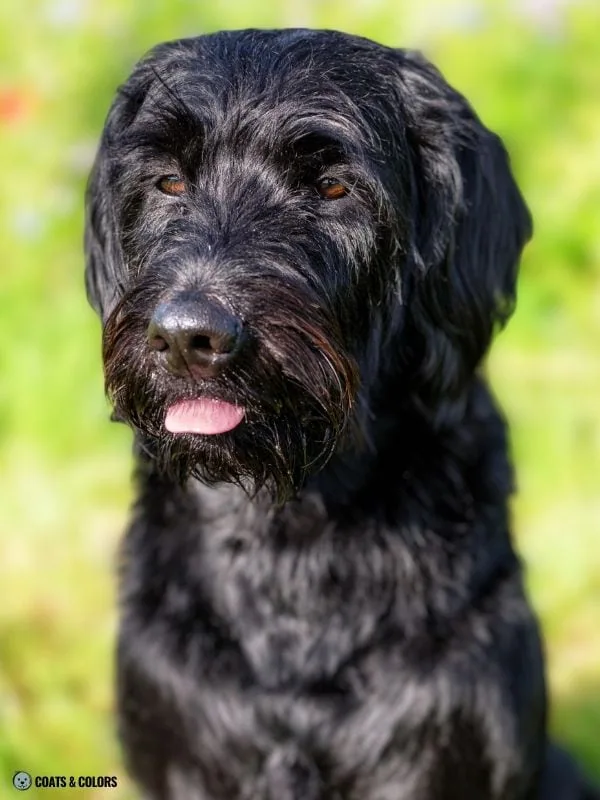 Terrier Lookalike Coat Labrador Poodle cross F1 example 2