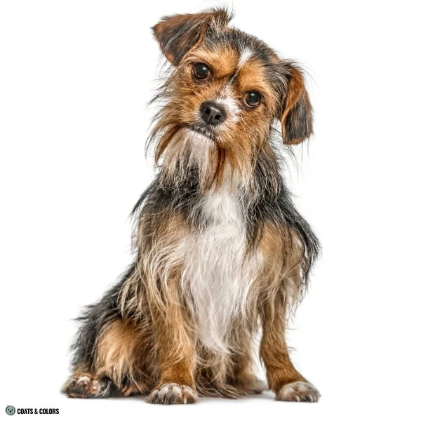 Terrier Lookalike Coat cexamples 1