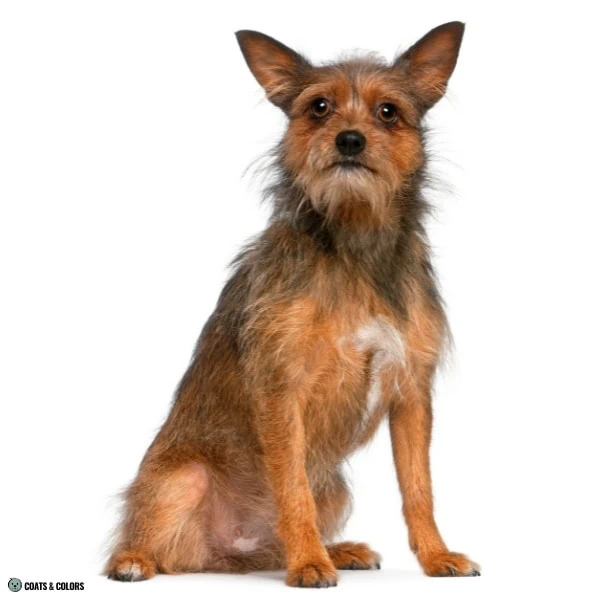 Terrier Lookalike Coat cexamples 2