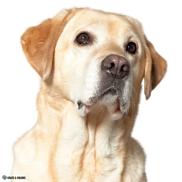 Terrier Lookalike Coat coat length trait