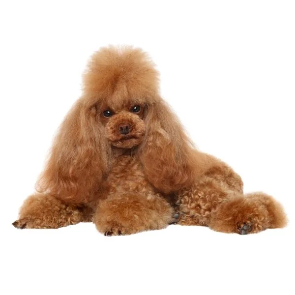 Terrier Lookalike Coat coat types long furnished curly Poodle