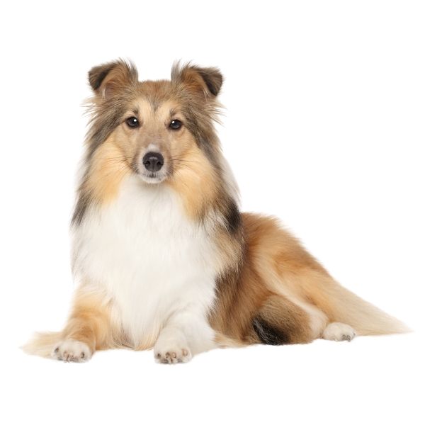 Terrier Lookalike Coat coat types long non furnished non curly Sheltie