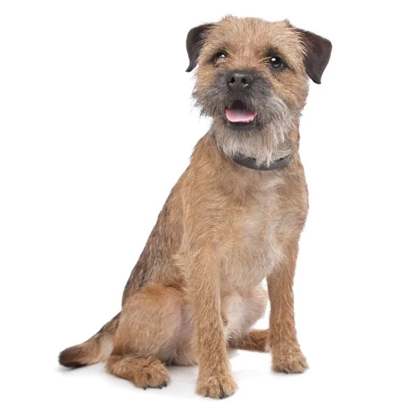Terrier Lookalike Coat coat types short furnished non curly Border Terrier
