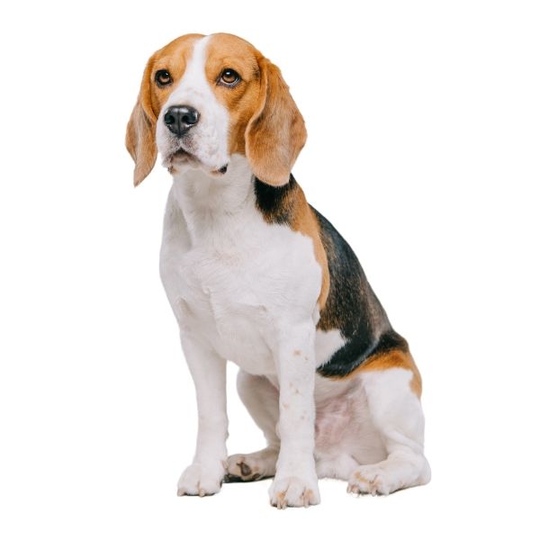 Terrier Lookalike Coat coat types short non furnished Beagle