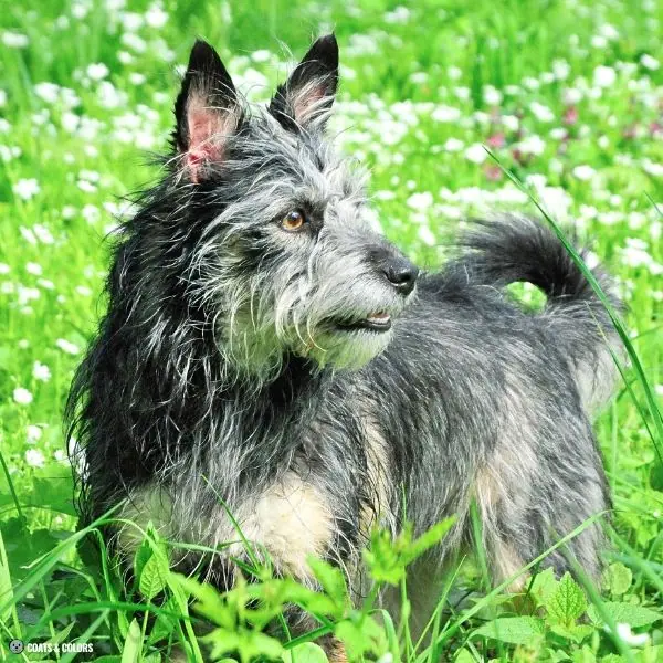 Terrier Lookalike Coat fake Schnauzer