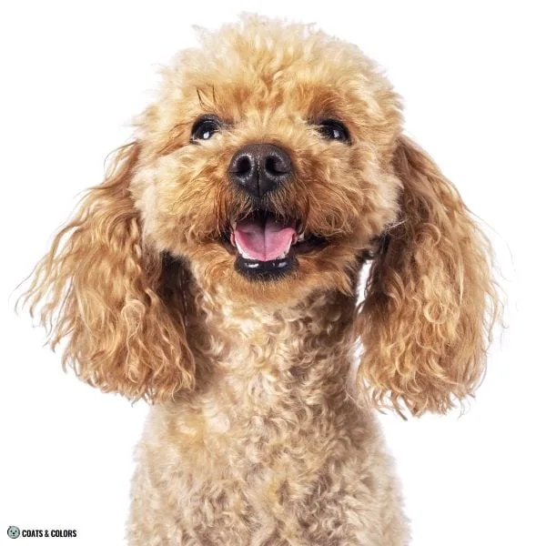 Terrier Lookalike Coat furnishings trait