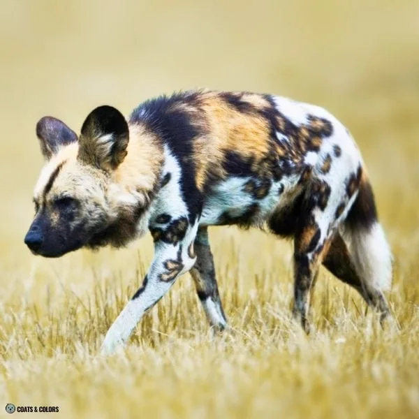 Watermarking African Wild Dog