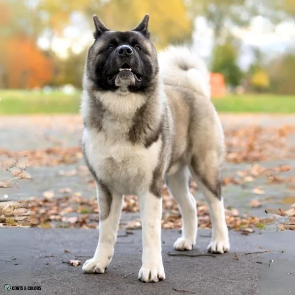 Watermarking Akita front