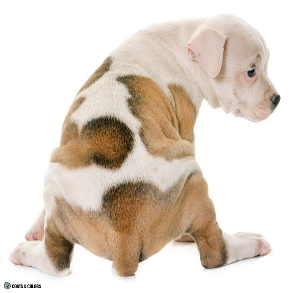Watermarking American Bulldog puppy