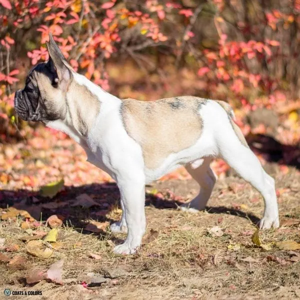 Watermarking Frenchie