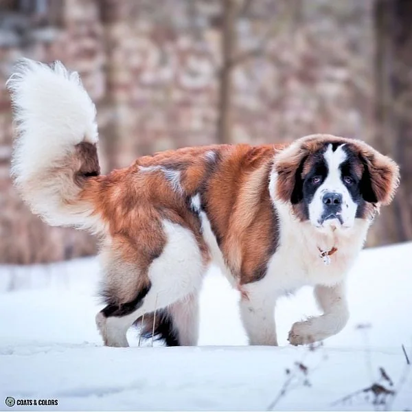 Watermarking Saint Bernard