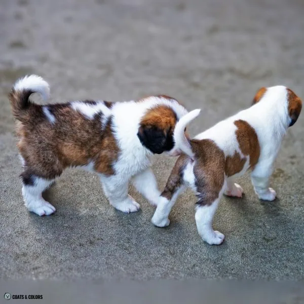 Watermarking St Bernard puppies