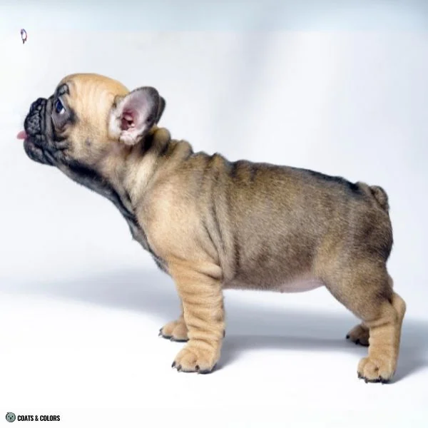 Watermarking sable puppy shading