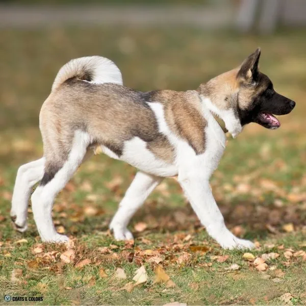 Watermarking young Akita 2