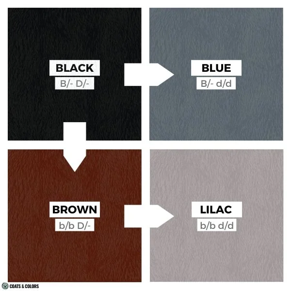 eumelanin colors modifiers basic