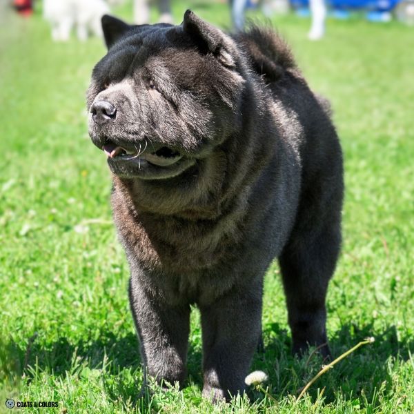 Blue Chow Chow smooth coat
