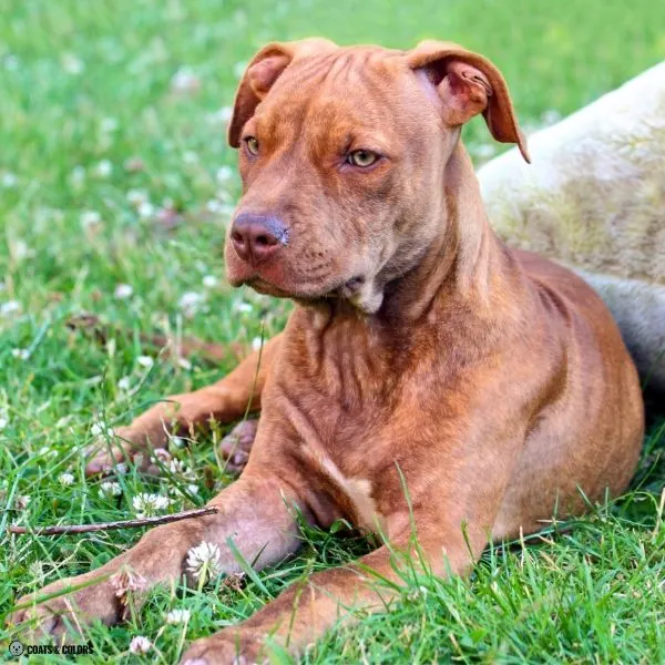 Brown Brindle Sable