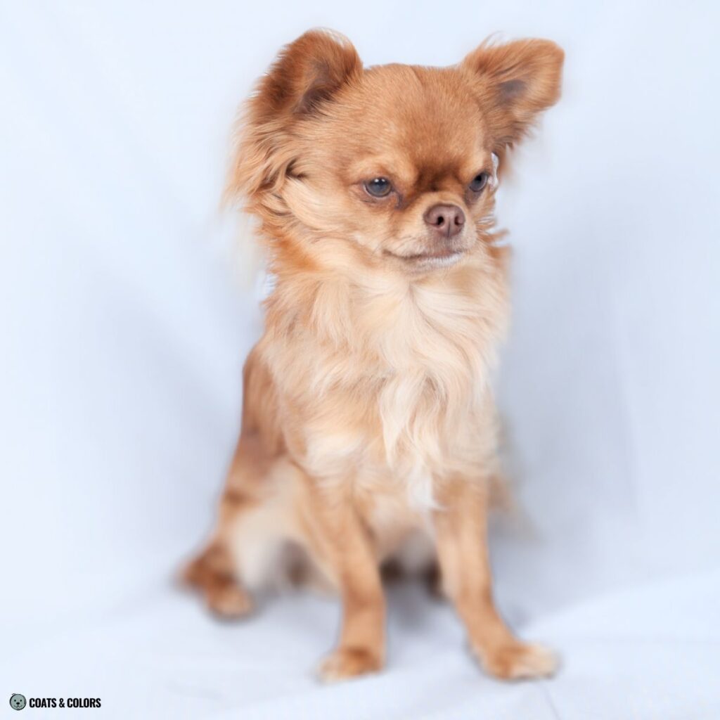 Brown Sable Chihuahua