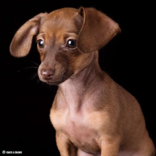 Brown Sable Dahcshund mix brown mask