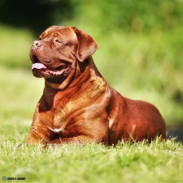 Brown Sable Dogue de Bordeaux heavy shading