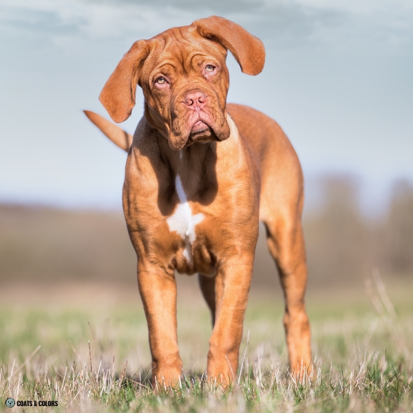 Brown Sable French Mastiff
