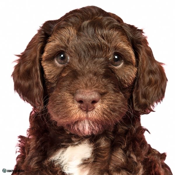 Brown Sable Labradoodle puppy