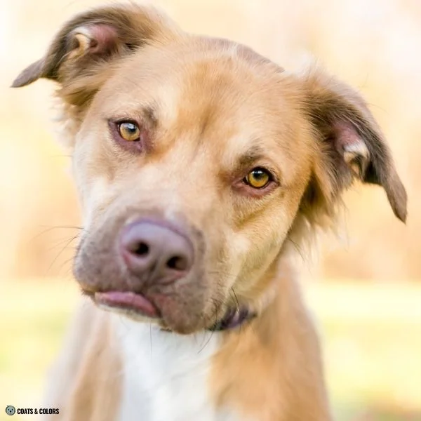 Brown Sable Pit mix brown mask