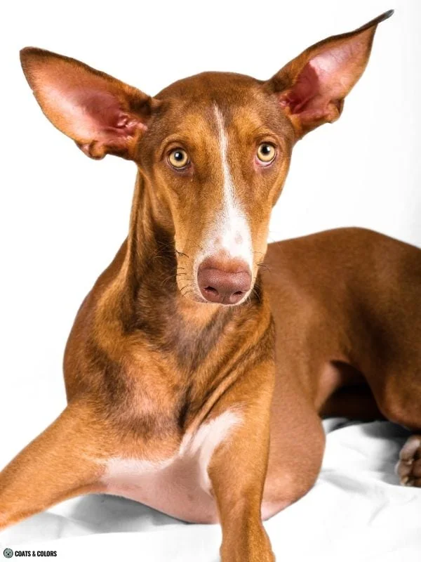 Brown Sable Podenco Canario front