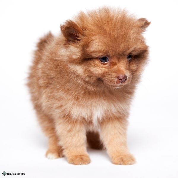 Brown Sable Pomeranian puppy