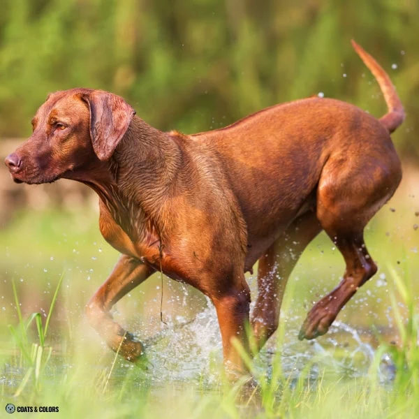 Brown Sable Rhodesian Ridgeback
