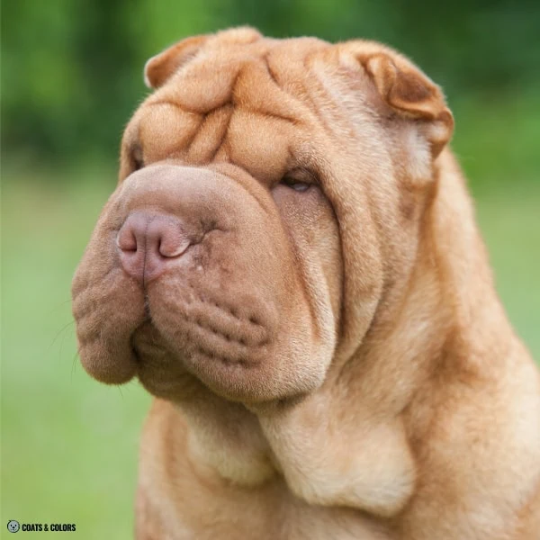 Brown Sable Shar Pei