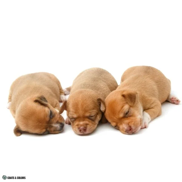Brown Sable black vs brown puppy