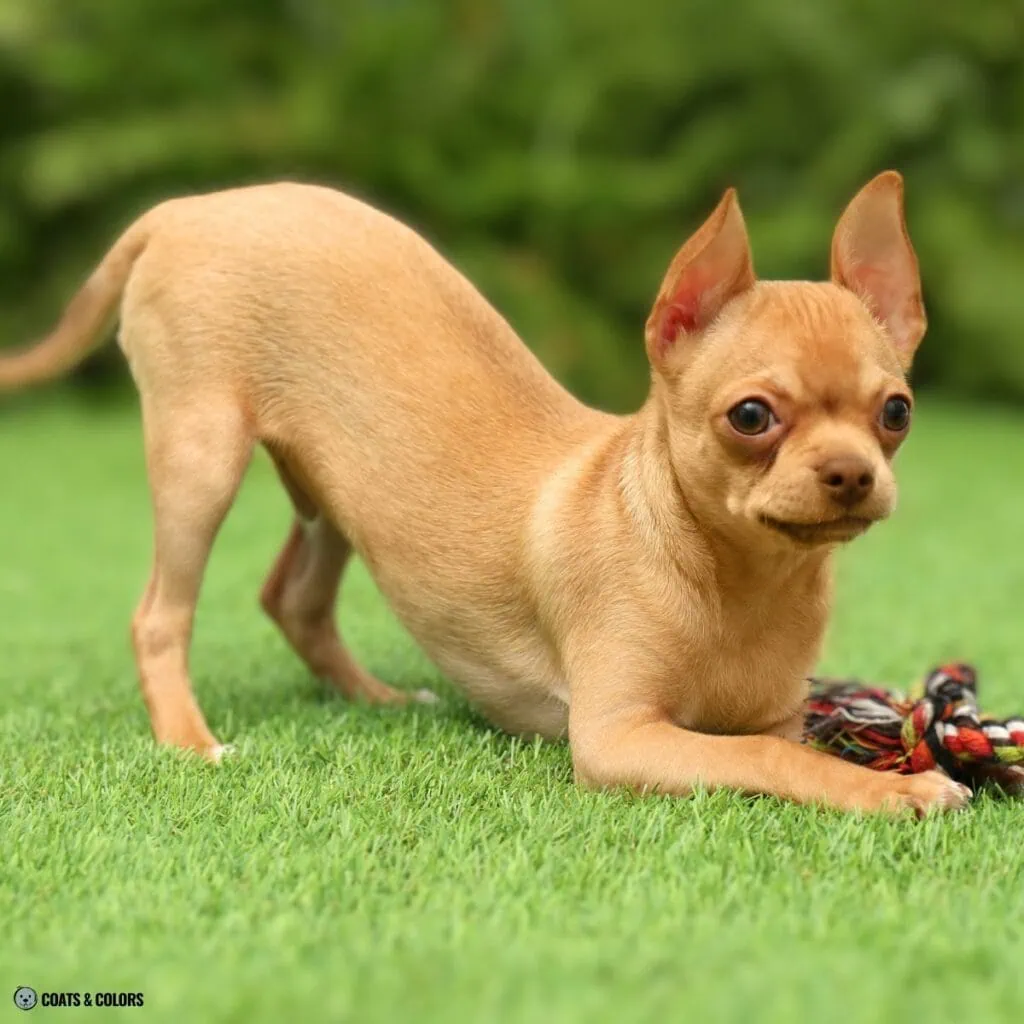 Brown Sable clear sable Chi