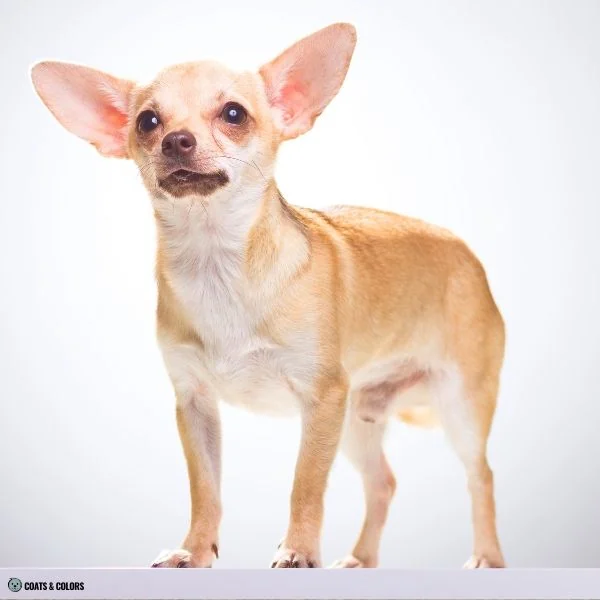 Brown Sable clear sable countershading