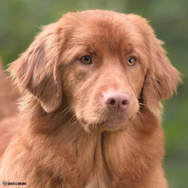 Brown Sable ee Toller