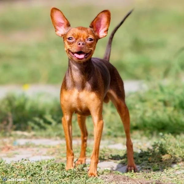 Brown Sable heavy shading Russian Toy