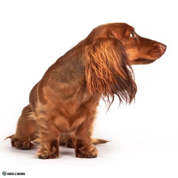 Brown Sable longhaired Dachshund