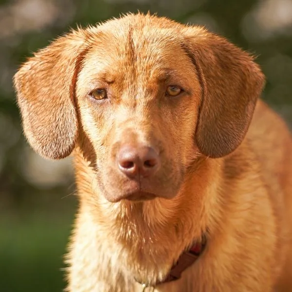 Brown Sable mixed breed 3