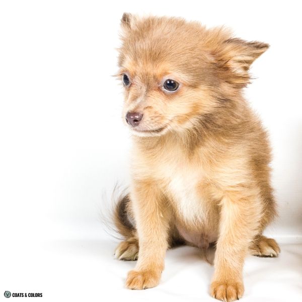 Brown Sable puppy Chi