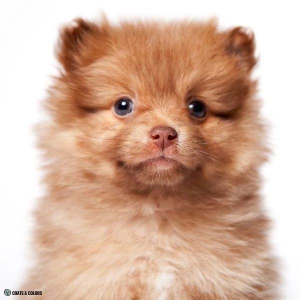 Brown Sable puppy Spitz