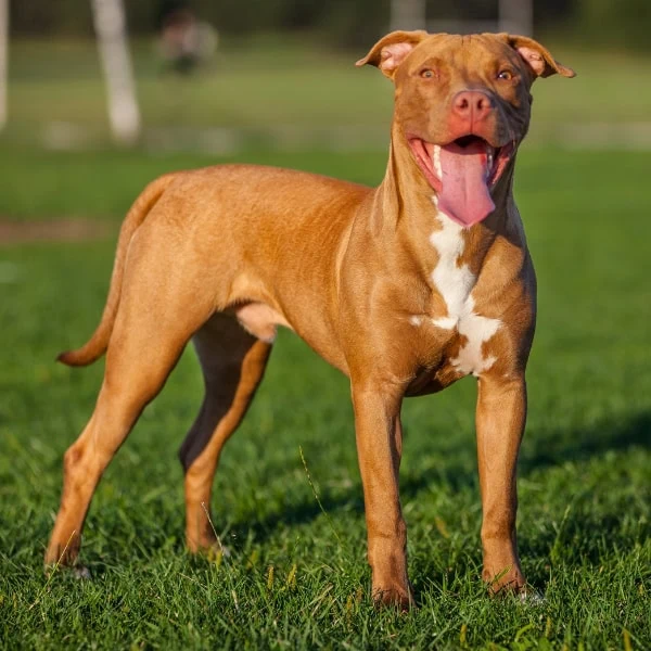 Brown Sable rednose Pitbull