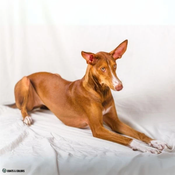 Brown Sable shaded sable Podenco Canario