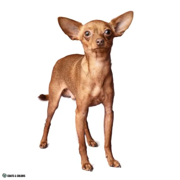 Brown Sable standing small dog
