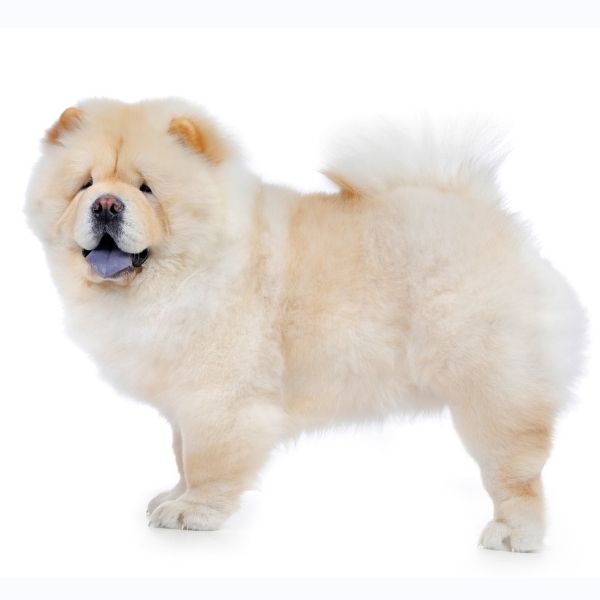 Chow Chow Color Chart black based cream