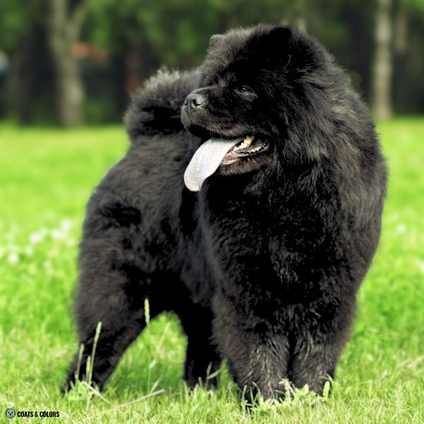 Chow Chow Color Chart black