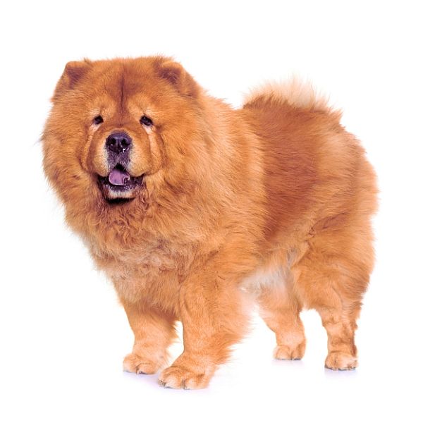 Chow Chow Color Chart black sable red